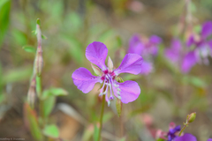 Clarkia rhomboidea