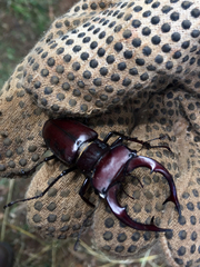Lucanus elaphus