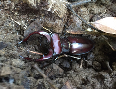 Lucanus elaphus