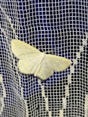 Scopula immutata