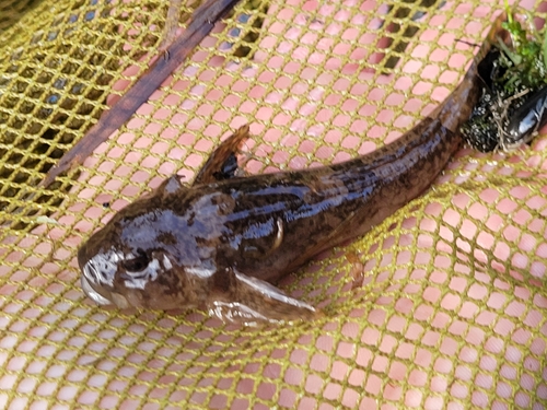 Rhine Sculpin, photo 7 of 7