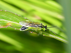 Rhogogaster viridis