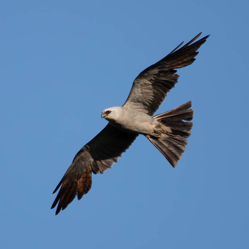Mississippi Kite