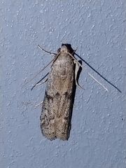 Vitula serratilineella