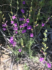 Penstemon heterophyllus