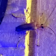 Centrodera