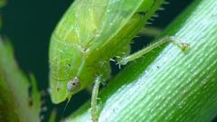 Gypona melanota