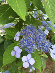 Hydrangea macrophylla normalis