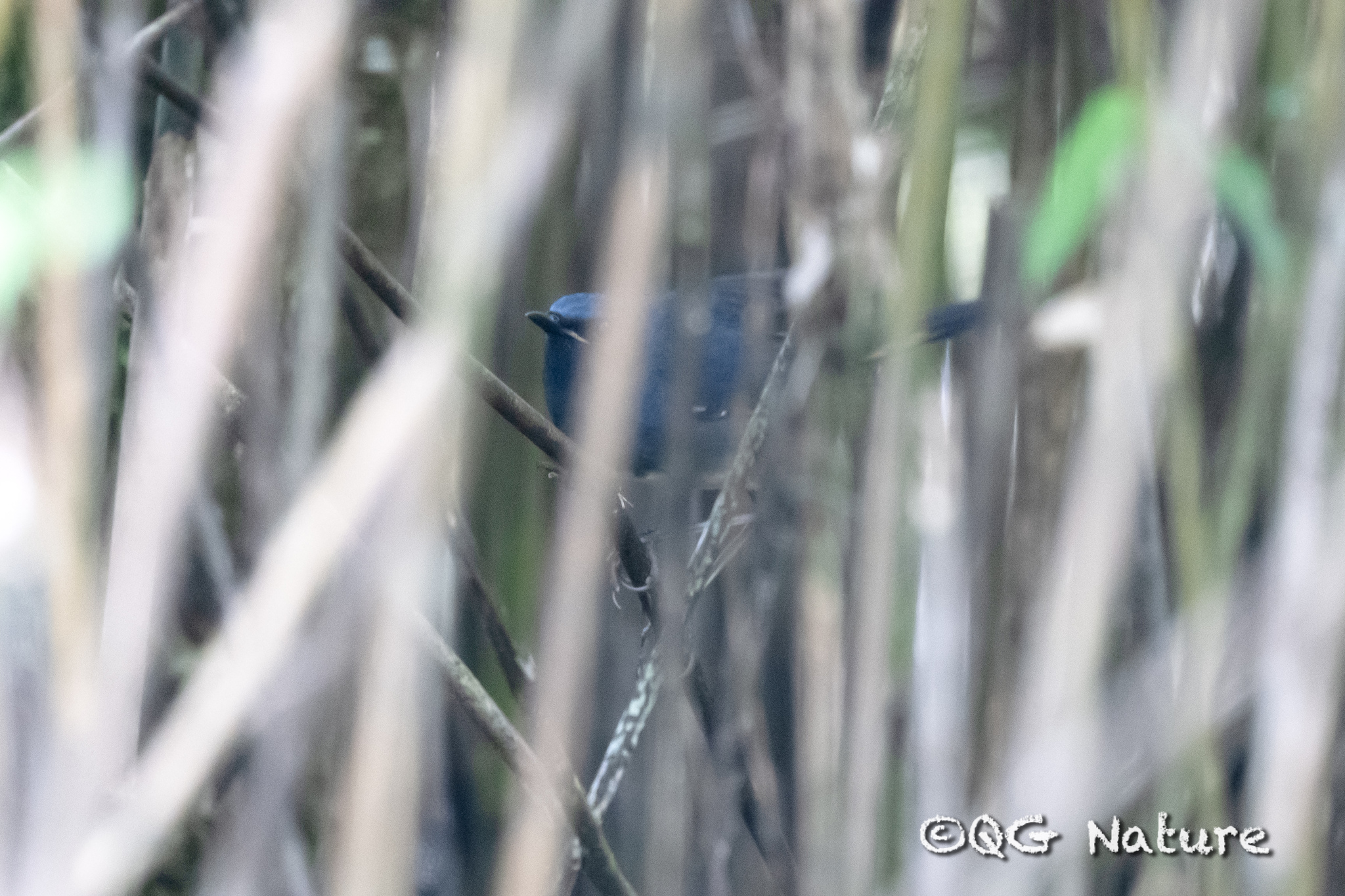 White-bellied Redstart
