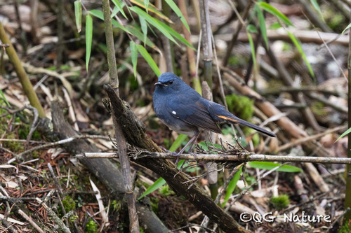Colirrojo Ventriblanco (Luscinia phaenicuroides)