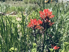 Castilleja chromosa
