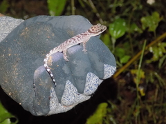 Cyrtodactylus cattienensis