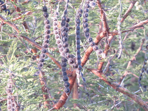 Egyptian acacia
