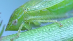 Gypona melanota