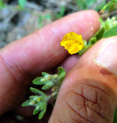 Erythranthe floribunda
