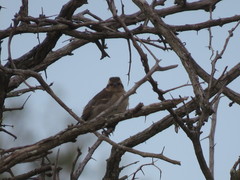 Gymnoris superciliaris