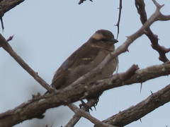 Gymnoris superciliaris