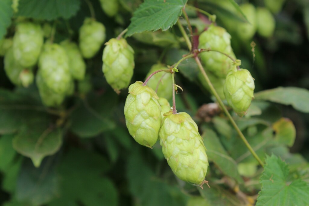 Hops Uk common hops from Marston, Grantham NG32 2HT, UK on August 21, 2024 at ...