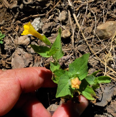 Erythranthe floribunda