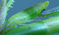 Gypona melanota