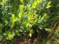 Salix phylicifolia