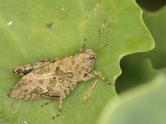 Tetrix tenuicornis