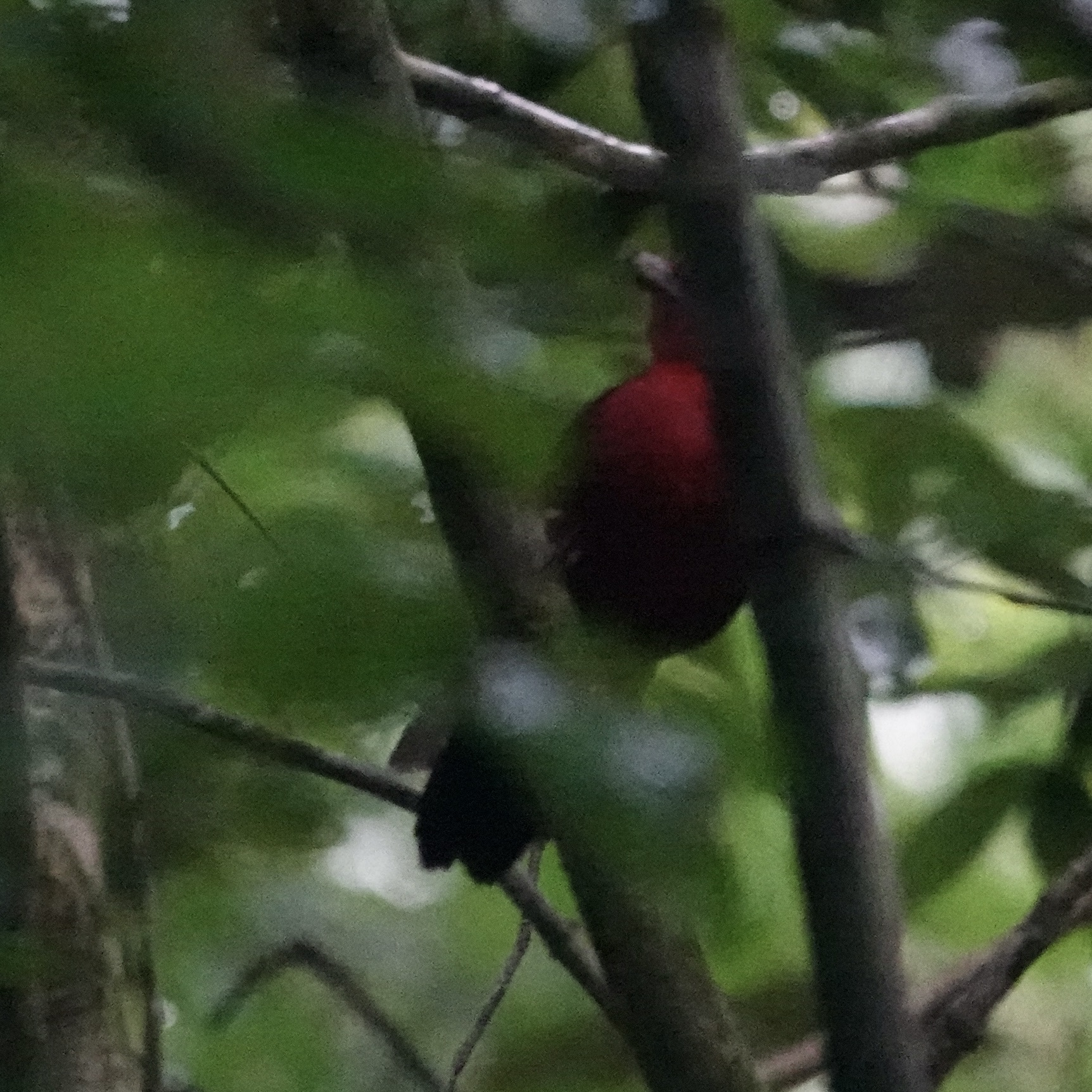 Rosy Thrush-tanager (Rhodinocichla rosea), photo 6