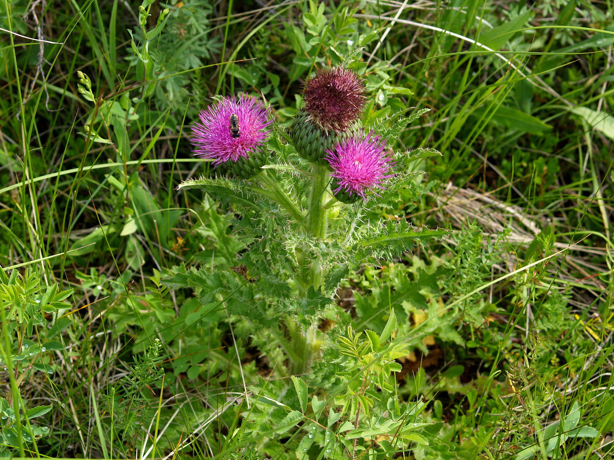Cirsium drummondii