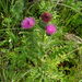 Dwarf Thistle - Photo (c) Doug Waylett, some rights reserved (CC BY-NC-SA)