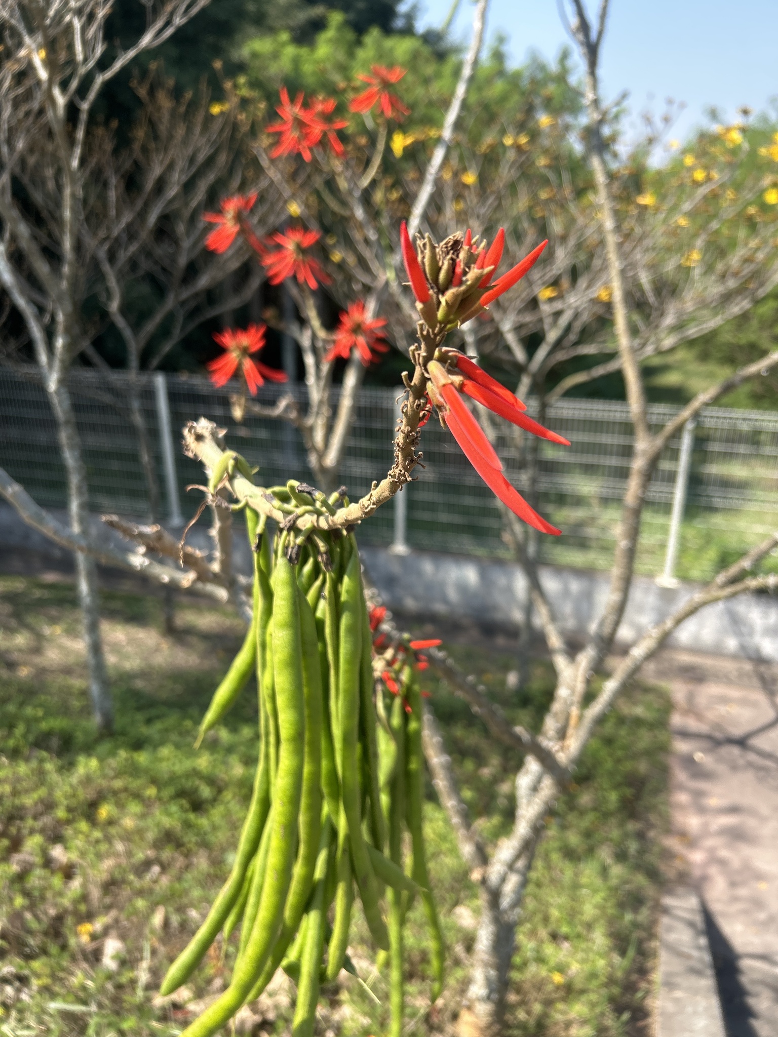 Erythrina speciosa