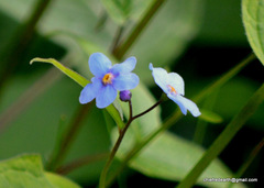 Hackelia uncinata