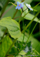 Hackelia uncinata