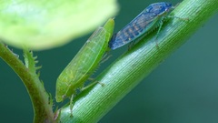 Gypona melanota