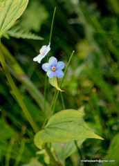 Hackelia uncinata