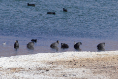 Fulica cornuta