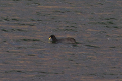 Fulica cornuta