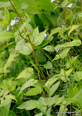 Hackelia uncinata