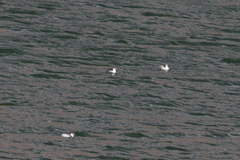 Podiceps occipitalis juninensis