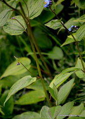 Hackelia uncinata