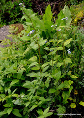 Hackelia uncinata