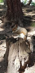 Sciurus carolinensis
