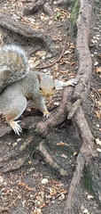 Sciurus carolinensis