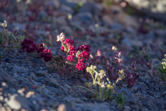 Cistanthe amarantoides
