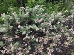 Eriodictyon traskiae smithii