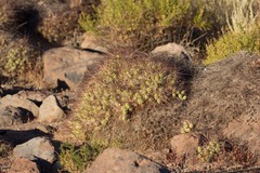 Maihueniopsis