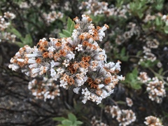 Eriodictyon traskiae smithii