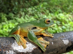 Rhacophorus kio