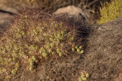 Maihueniopsis