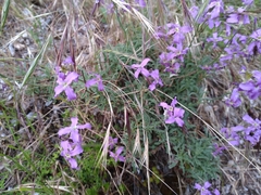 Matthiola fruticulosa