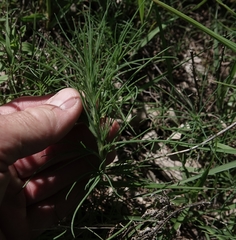 Salsola kali ruthenica